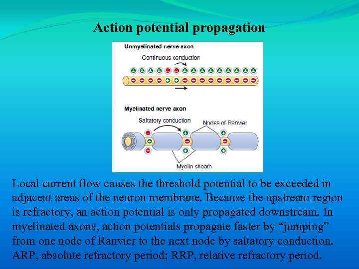 Action potential propagation Local current flow causes the threshold potential to be exceeded in