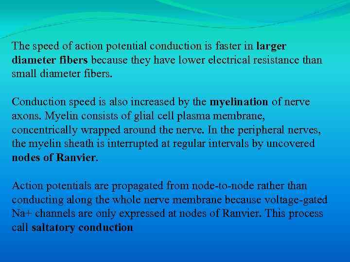 The speed of action potential conduction is faster in larger diameter fibers because they