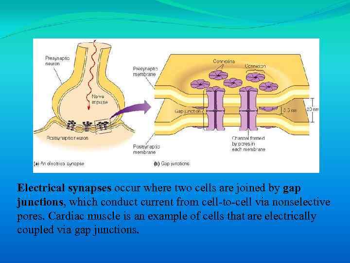 Electrical synapses occur where two cells are joined by gap junctions, which conduct current