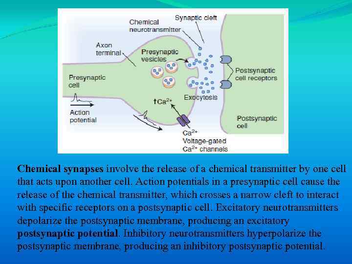 Chemical synapses involve the release of a chemical transmitter by one cell that acts