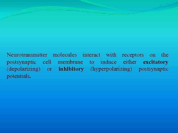 Neurotransmitter molecules interact with receptors on the postsynaptic cell membrane to induce either excitatory