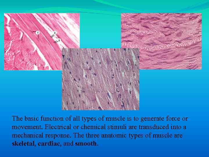 The basic function of all types of muscle is to generate force or movement.