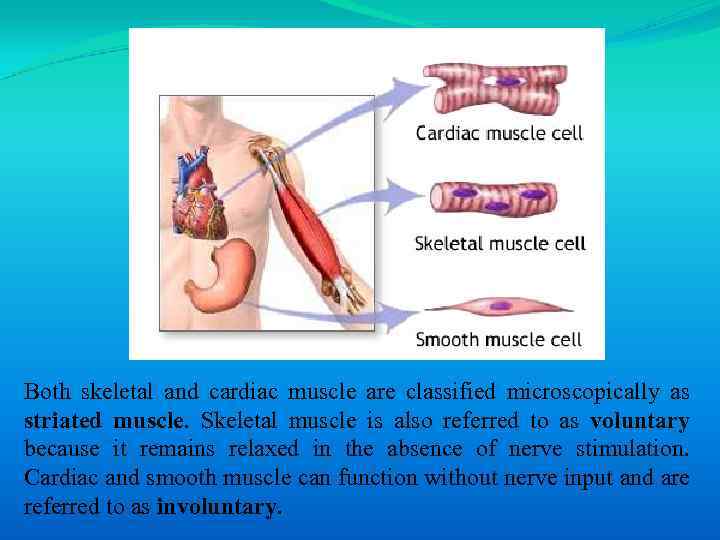 Both skeletal and cardiac muscle are classified microscopically as striated muscle. Skeletal muscle is