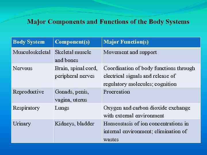 Major Components and Functions of the Body Systems Body System Component(s) Musculoskeletal Skeletal muscle