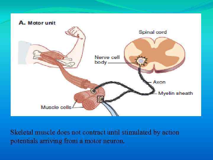 Skeletal muscle does not contract until stimulated by action potentials arriving from a motor