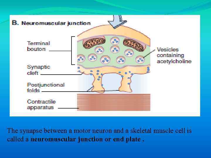 The synapse between a motor neuron and a skeletal muscle cell is called a