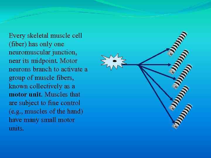 Every skeletal muscle cell (fiber) has only one neuromuscular junction, near its midpoint. Motor