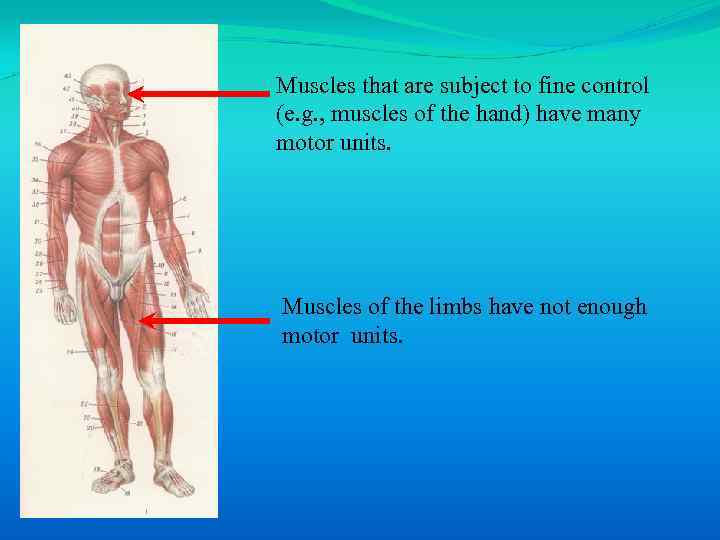 Muscles that are subject to fine control (e. g. , muscles of the hand)