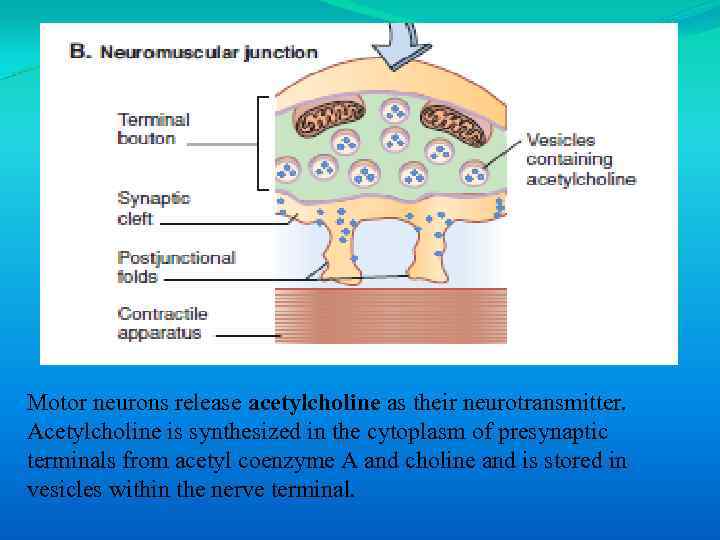 Motor neurons release acetylcholine as their neurotransmitter. Acetylcholine is synthesized in the cytoplasm of