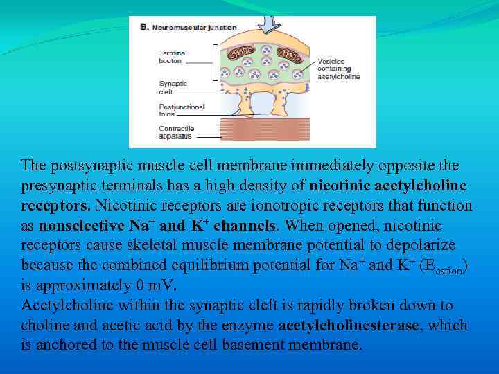 The postsynaptic muscle cell membrane immediately opposite the presynaptic terminals has a high density