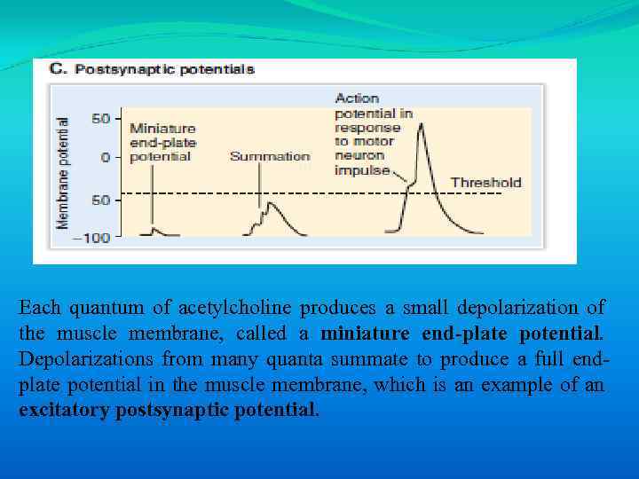 Each quantum of acetylcholine produces a small depolarization of the muscle membrane, called a