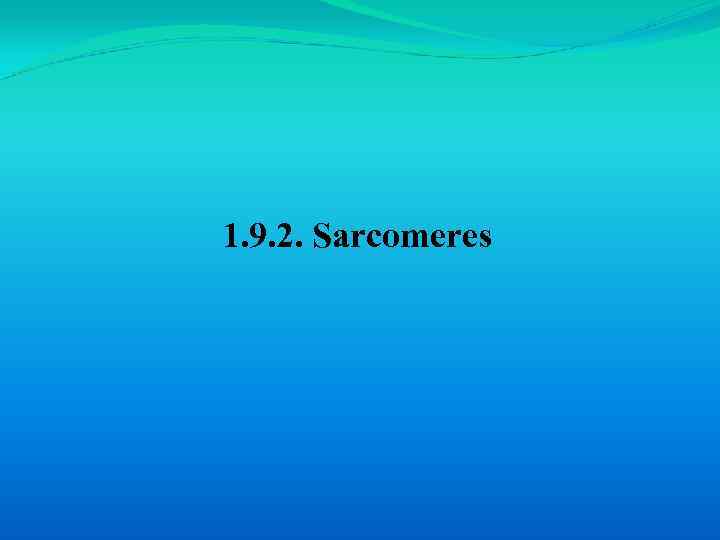 1. 9. 2. Sarcomeres 