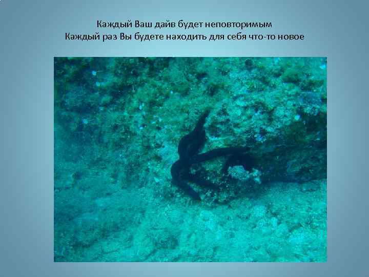 Каждый Ваш дайв будет неповторимым Каждый раз Вы будете находить для себя что-то новое
