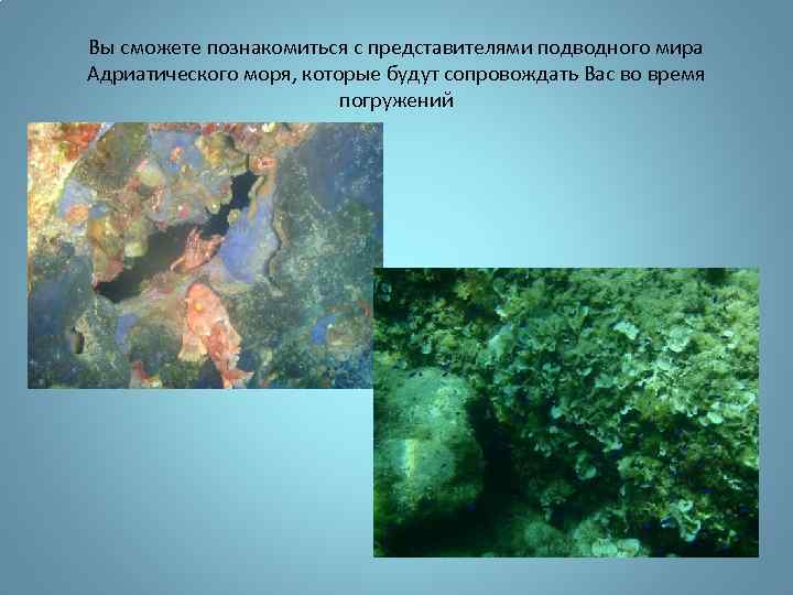 Вы сможете познакомиться с представителями подводного мира Адриатического моря, которые будут сопровождать Вас во