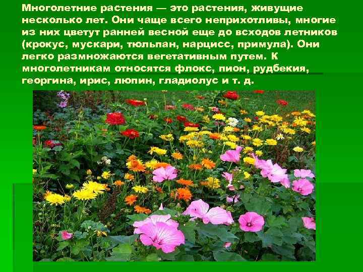 Многолетние растения — это растения, живущие несколько лет. Они чаще всего неприхотливы, многие из