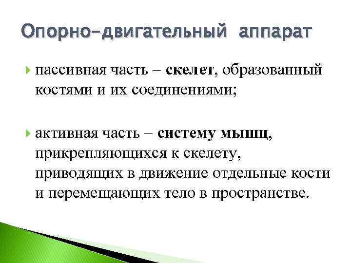 Опорно-двигательный аппарат пассивная часть – скелет, образованный костями и их соединениями; активная часть –