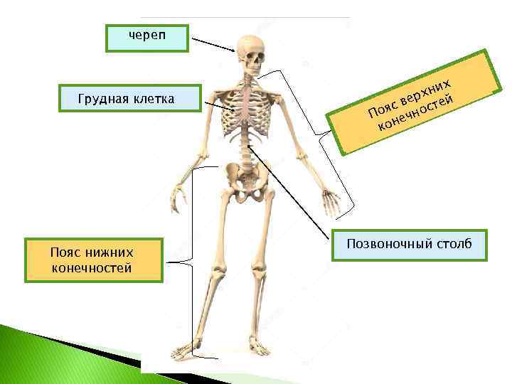 череп Грудная клетка Пояс нижних конечностей х хни ер с в остей я По