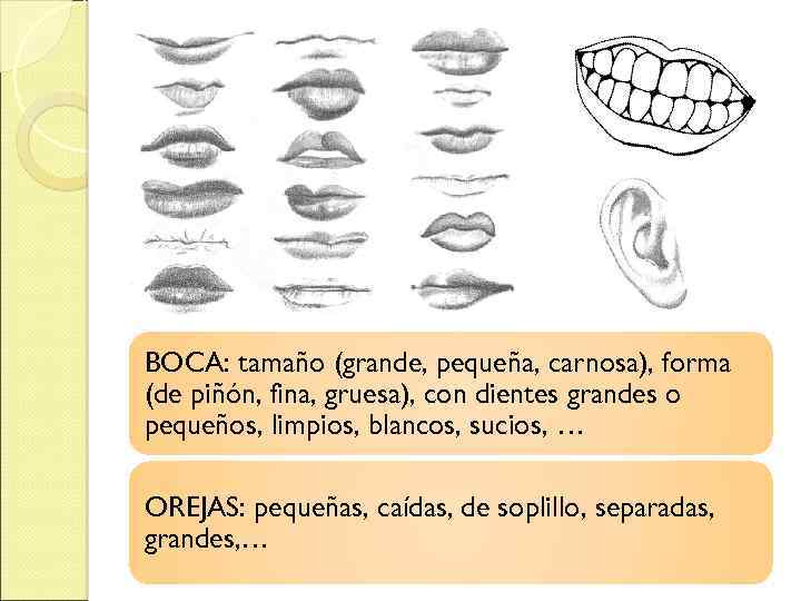 BOCA: tamaño (grande, pequeña, carnosa), forma (de piñón, fina, gruesa), con dientes grandes o