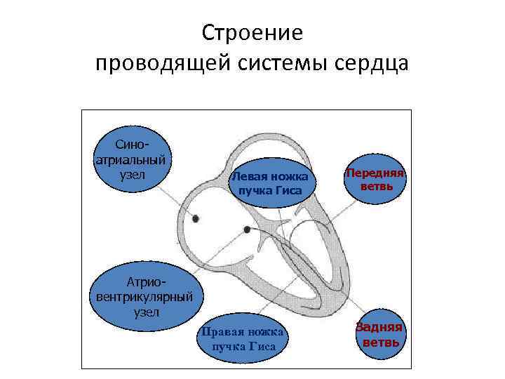 Строение проводящей системы сердца Синоатриальный узел Левая ножка пучка Гиса Атриовентрикулярный узел Правая ножка