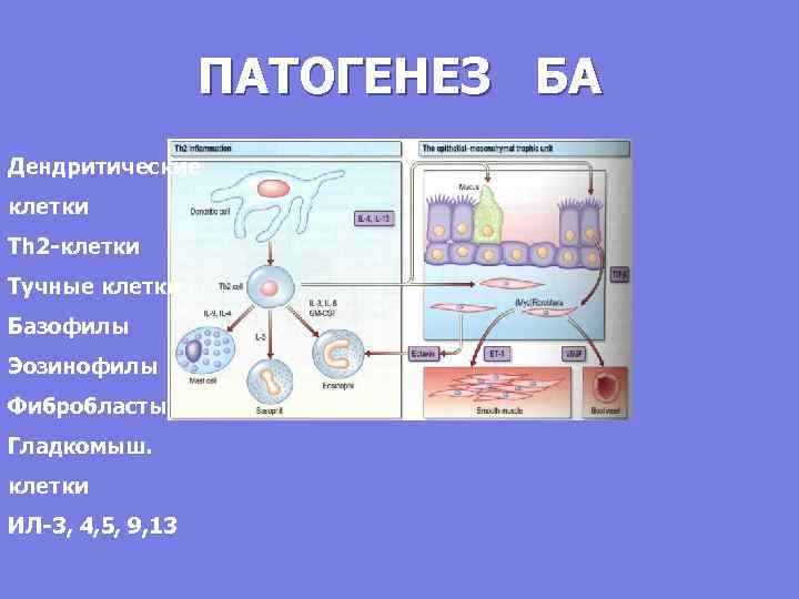 ПАТОГЕНЕЗ БА Дендритические клетки Th 2 -клетки Тучные клетки Базофилы Эозинофилы Фибробласты Гладкомыш. клетки