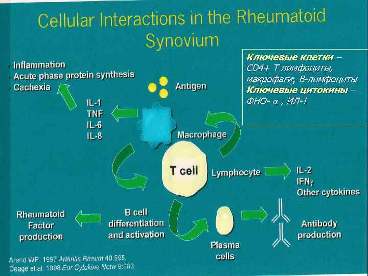 Ключевые клетки – СD 4+ Т лимфоциты, макрофаги; В-лимфоциты Ключевые цитокины – ФНО- ,