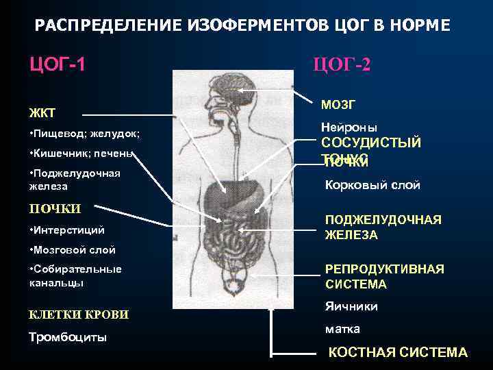 РАСПРЕДЕЛЕНИЕ ИЗОФЕРМЕНТОВ ЦОГ В НОРМЕ ЦОГ-1 ЖКТ • Пищевод; желудок; • Кишечник; печень •