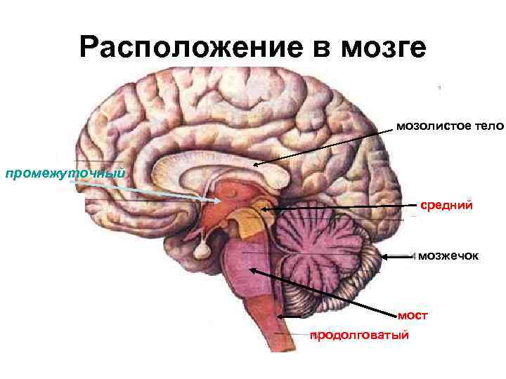 Мозолистое тело картинка