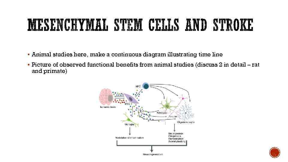 § Animal studies here, make a continuous diagram illustrating time line § Picture of