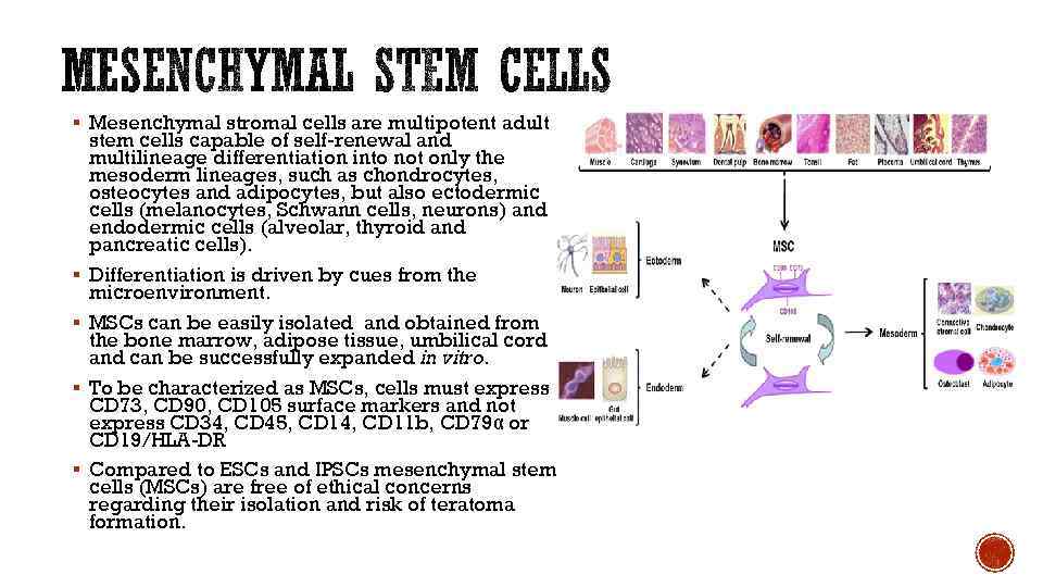 § Mesenchymal stromal cells are multipotent adult § § stem cells capable of self-renewal