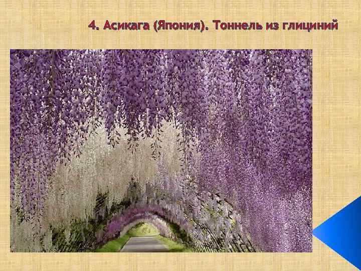 4. Асикага (Япония). Тоннель из глициний 