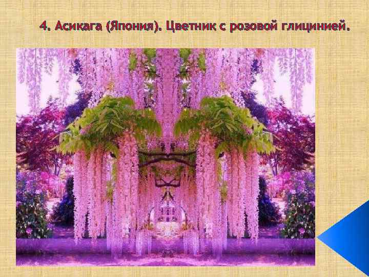 4. Асикага (Япония). Цветник с розовой глицинией. 