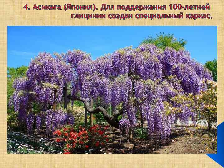 4. Асикага (Япония). Для поддержания 100 -летней глицинии создан специальный каркас. 