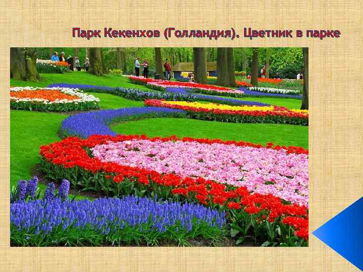 Парк Кекенхов (Голландия). Цветник в парке 