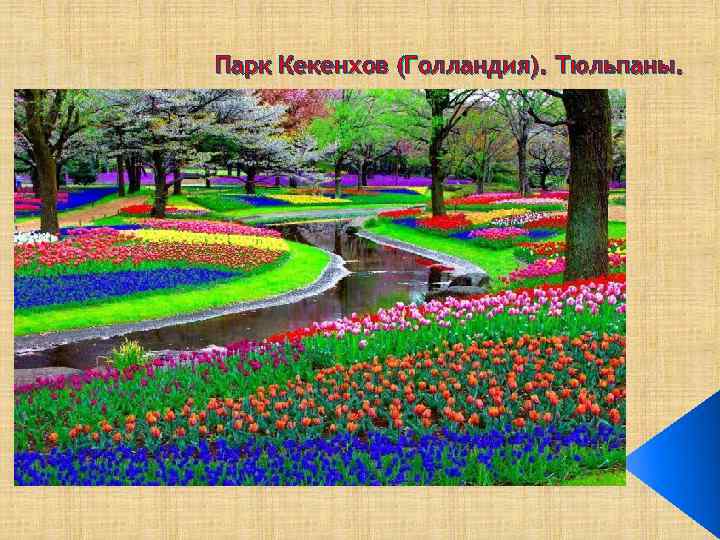 Парк Кекенхов (Голландия). Тюльпаны. 