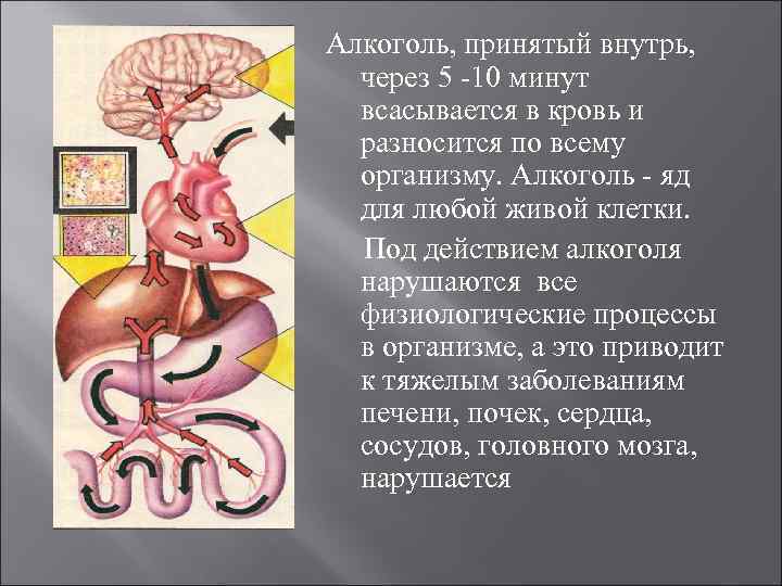 Алкоголь, принятый внутрь, через 5 -10 минут всасывается в кровь и разносится по всему