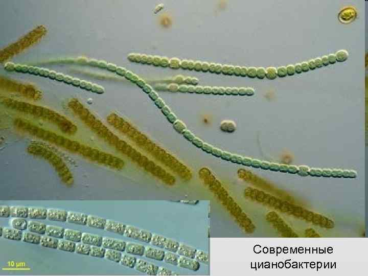 Современные цианобактерии 