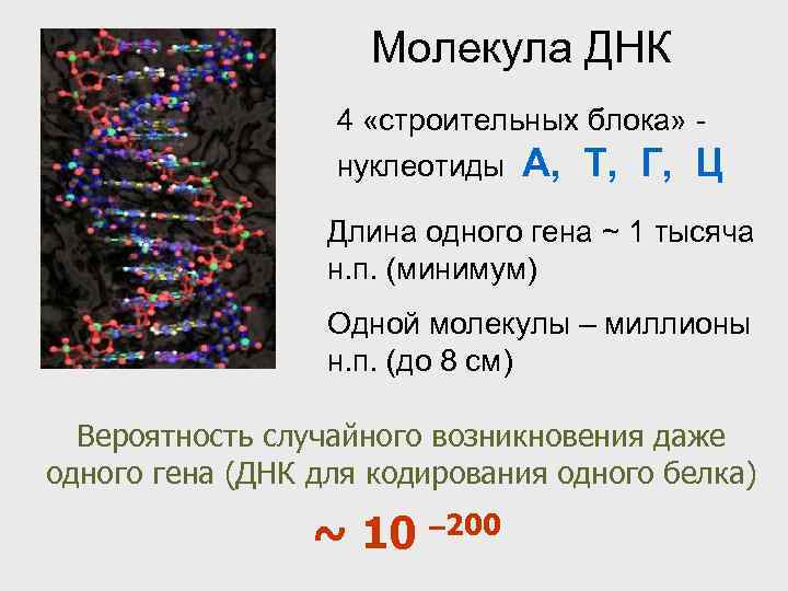 Молекула ДНК 4 «строительных блока» нуклеотиды А, Т, Г, Ц Длина одного гена ~