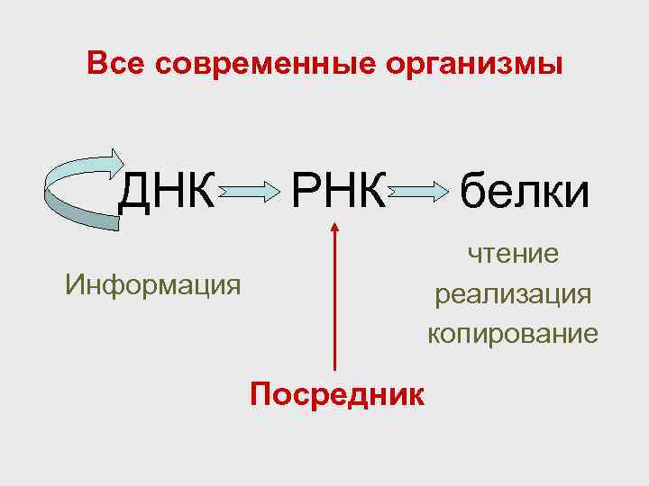 Все современные организмы ДНК РНК белки чтение реализация копирование Информация Посредник 