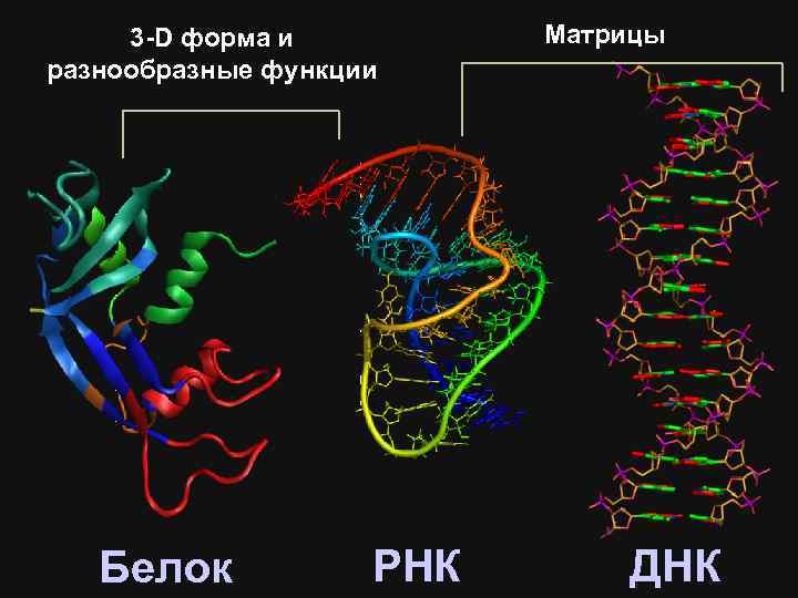 3 -D форма и разнообразные функции Белок РНК Матрицы ДНК 