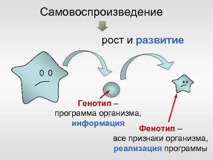 Самовоспроизведение рост и развитие Генотип – программа организма, информация Фенотип – все признаки организма,