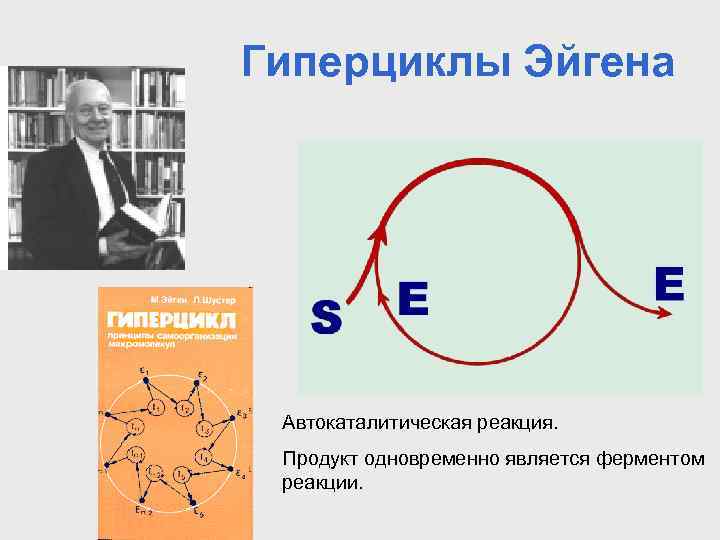 Гиперциклы Эйгена Автокаталитическая реакция. Продукт одновременно является ферментом реакции. 