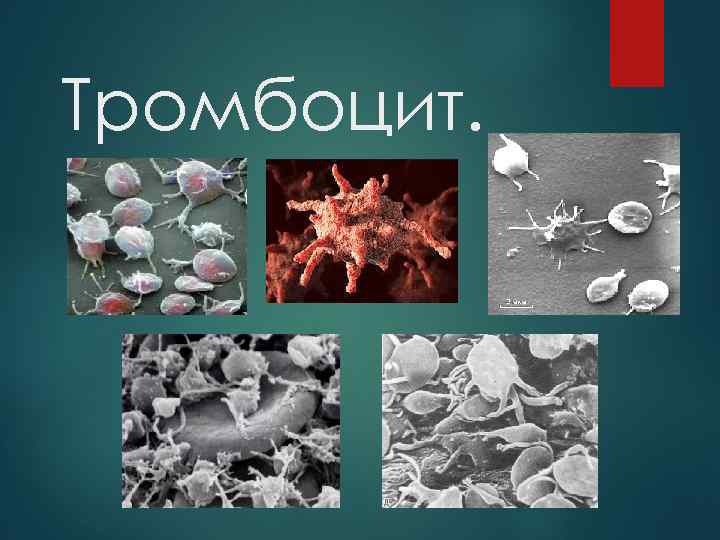 Тромбоцит. 