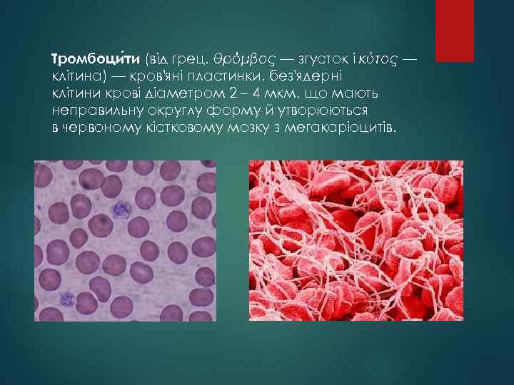Тромбоци ти (від грец. θρόμβος — згусток і κύτος — клітина) — кров'яні пластинки,
