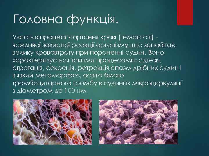 Головна функція. Участь в процесі згортання крові (гемостазі) важливої захисної реакції організму, що запобігає