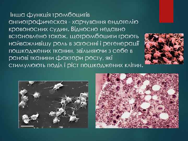  Інша функція тромбоцитів ангиотрофическая - харчування ендотелію кровоносних судин. Відносно недавно встановлено також,