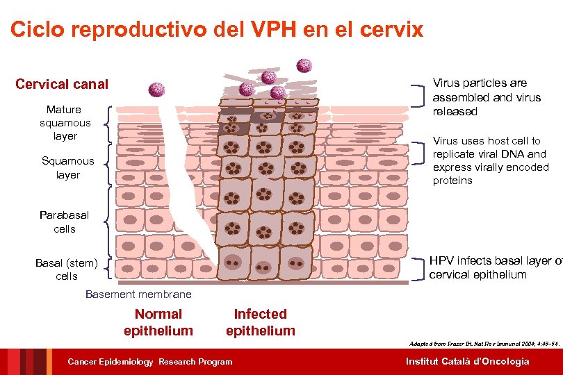 Ciclo reproductivo del VPH en el cervix Cervical canal Virus particles are assembled and