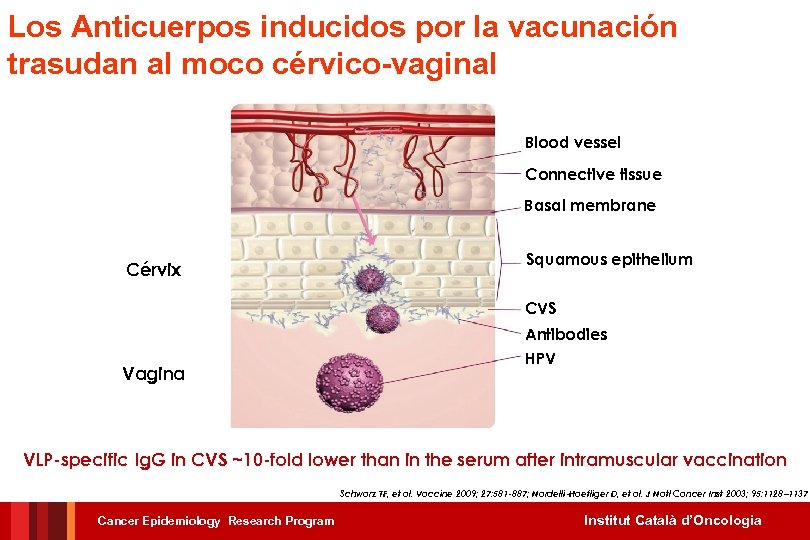 Los Anticuerpos inducidos por la vacunación trasudan al moco cérvico-vaginal Blood vessel Connective tissue