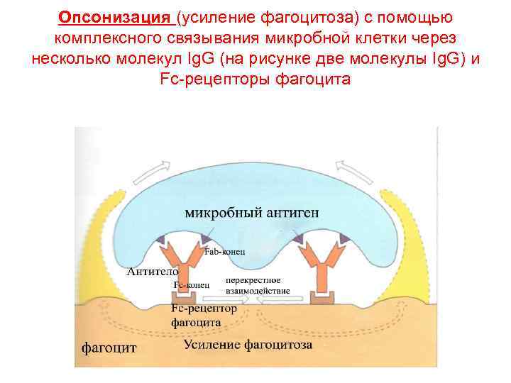 Опсонизация (усиление фагоцитоза) с помощью комплексного связывания микробной клетки через несколько молекул Ig. G