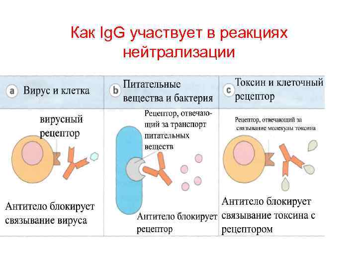 Иммунные сыворотки