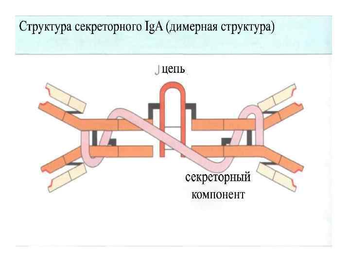 Секреторный иммуноглобулин а. Структура секреторного иммуноглобулина а. Схема секреторного иммуноглобулина а. Схема строения секреторного иммуноглобулина а.